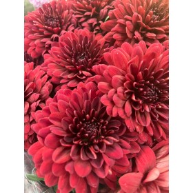 FLOR, CHRISANTHEM, MONZA x10 tiges