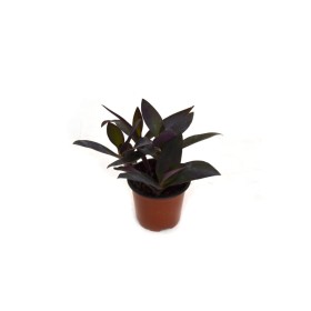 TRADESCANTIA PURPUREA 11
