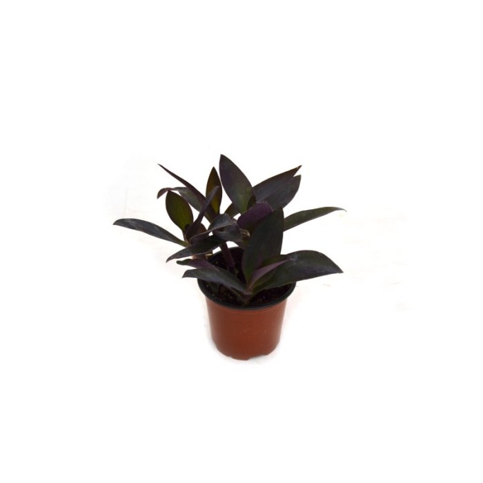 TRADESCANTIA PURPUREA 11