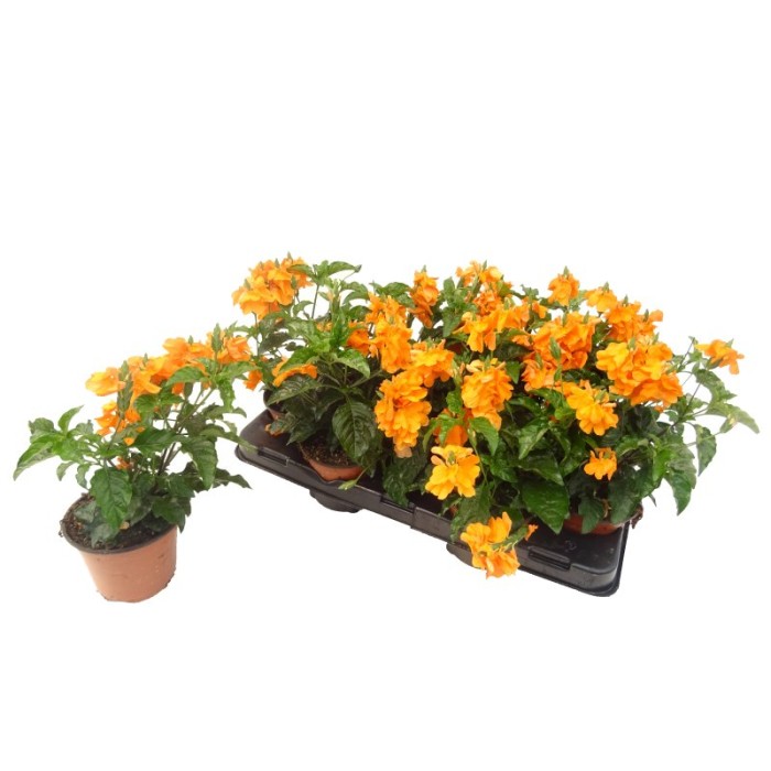 CROSSANDRA INFUNDIBILIFORMIS 13