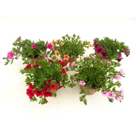 CALIBRACHOA ALOHA M13