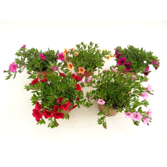 CALIBRACHOA ALOHA M13