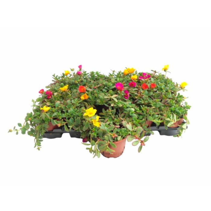 PORTULACA UMBRATICOLA M11