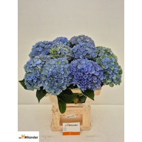 FLOR, HORTENSIA REVOLUTION BLAVA 60CM  x5 tiges.