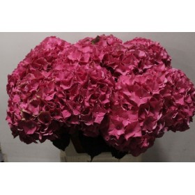 FLOR, HORTENSIA VERMELLA  x5 tiges,60cm