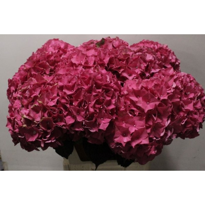 FLOR, HORTENSIA VERMELLA  x5 tiges,80cm