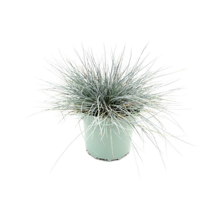 FESTUCA GLAUCA M17