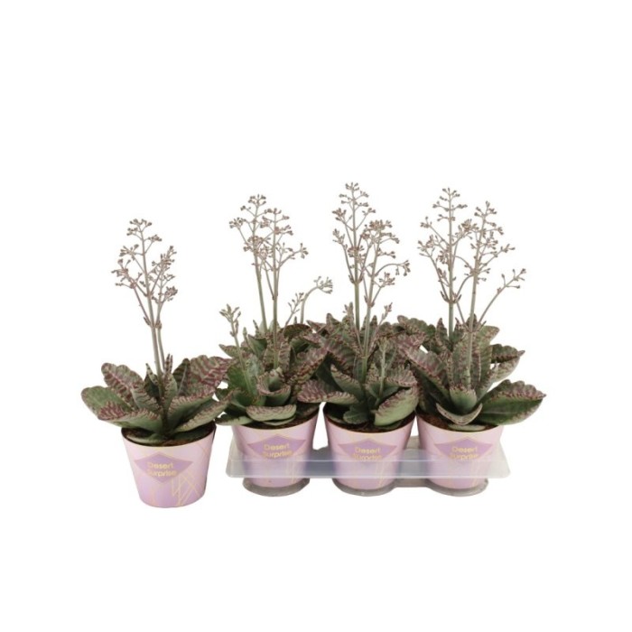 KALANCHOE BOTANIC  M14 x