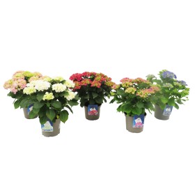 HORTENSIA  M19 - BADA COLLECTION