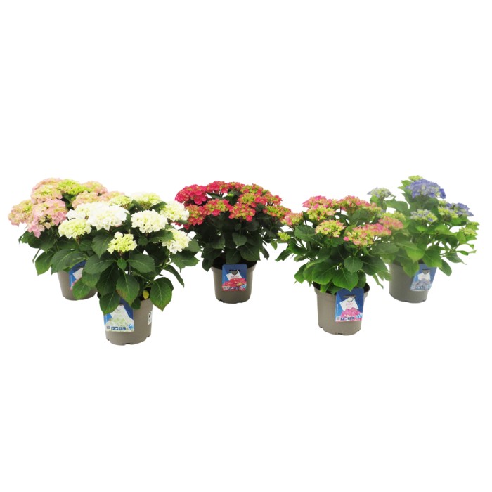 HORTENSIA  M19 - BADA COLLECTION