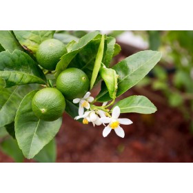 CITRUS LATIFOLIA 10L ROMA - LIMA VERDE