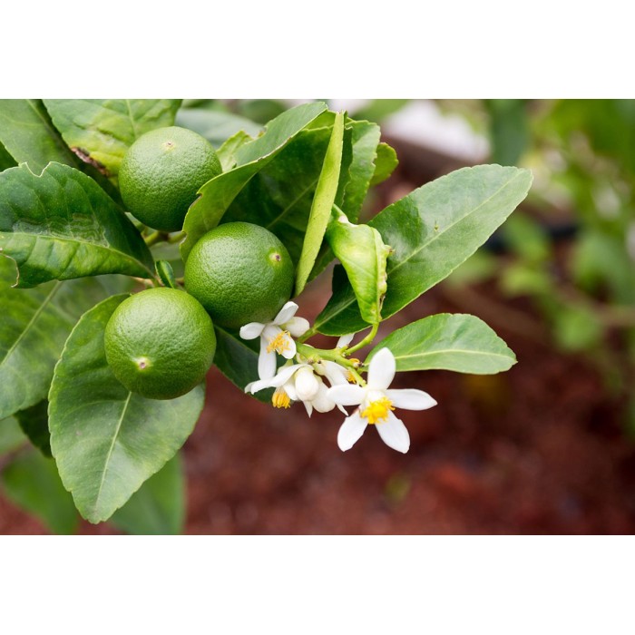 CITRUS LATIFOLIA 10L ROMA - LIMA VERDE