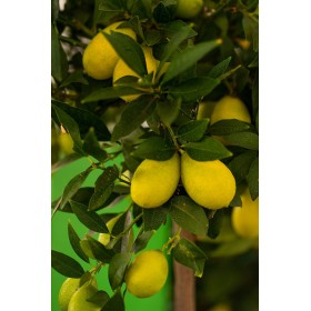 CITRUS LIMAQUAT 10L ROMA