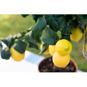 CITRUS LIMON 10L ROMA