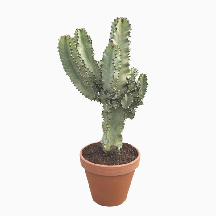 EUPHORBIA INGENS MARMORATA VARIEGADA M27  80cm