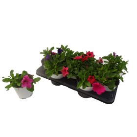 PETUNIA SURFINIA M13
