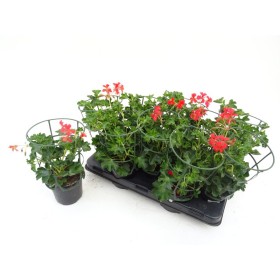 PELARGONIUM REY BALCON M13