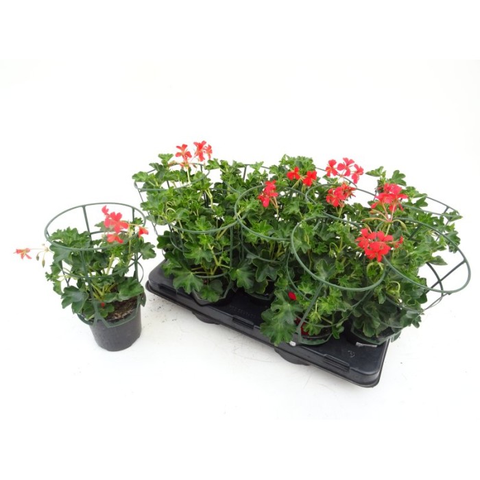 PELARGONIUM REY BALCON M13