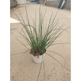 ALLIUM SCHOENOPRASUM M13