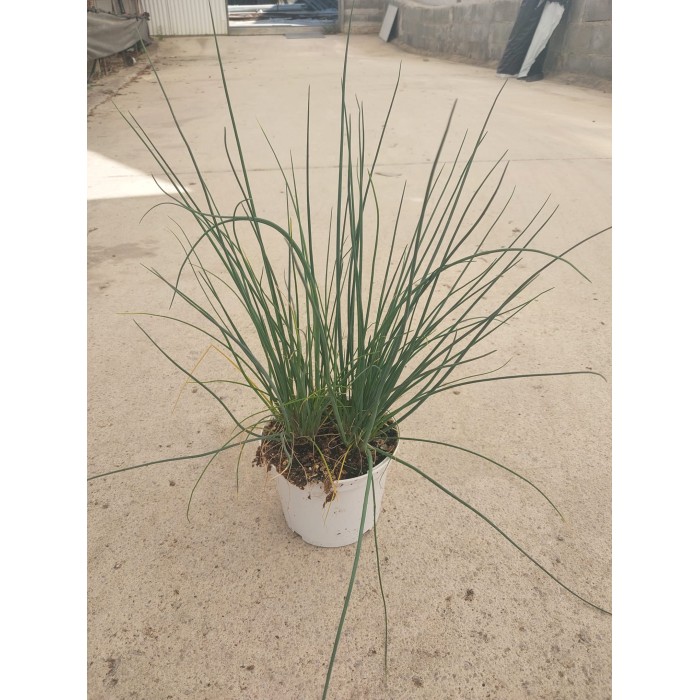 ALLIUM SCHOENOPRASUM M13