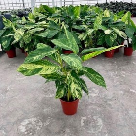 CALATHEA  M19  CHARLEY