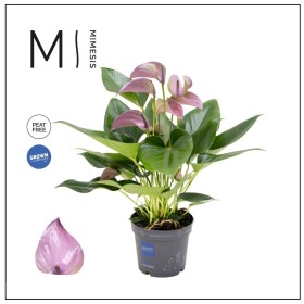 ANTHURIUM  M12 JOLY LILA
