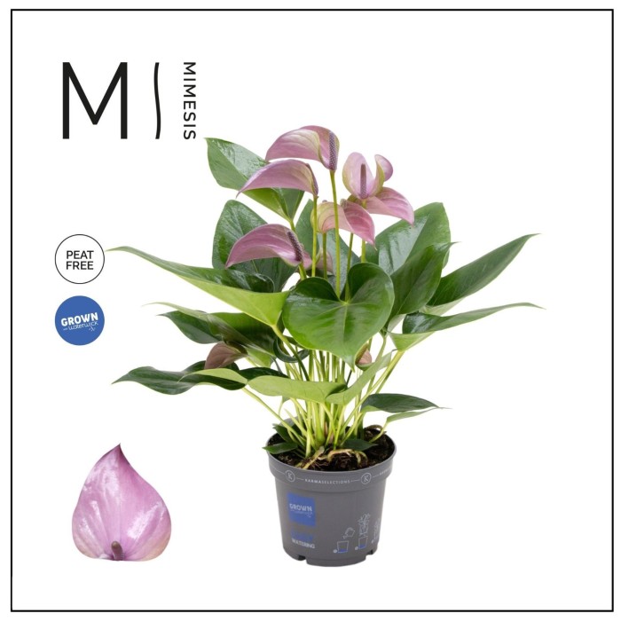 ANTHURIUM  M12 JOLY LILA