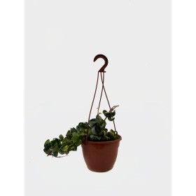 HOYA COMPACTA NAULA M15 penjar
