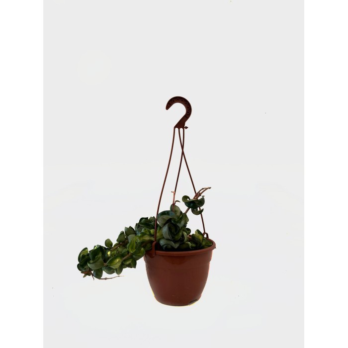 HOYA COMPACTA NAULA M15 penjar