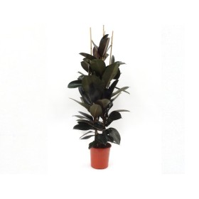 FICUS ROBUSTA ABDIJAN  3 plantes, M25-150cm.
