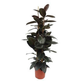FICUS ROBUSTA ABDIJAN, 3 plantes M35-180cm.