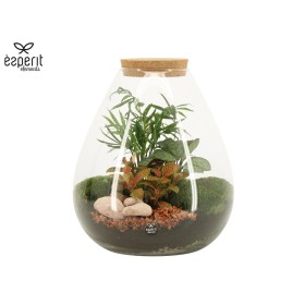 TERRARI PLANTA MINI D26 H30
