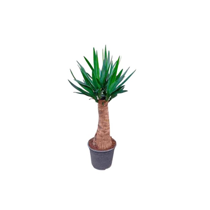 YUCCA  MAYA M22- 90cm.