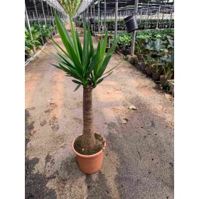 YUCCA  MAYA M25  H110
