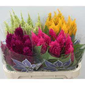 FLOR, CELOSIA PLUMOSA 60cm. x  5tiges