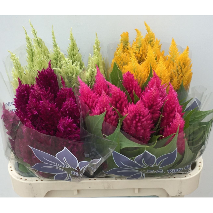 FLOR, CELOSIA PLUMOSA 60cm. x  5tiges