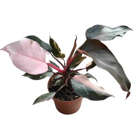 PHILODENDRON  M17 PINK PRINCESS