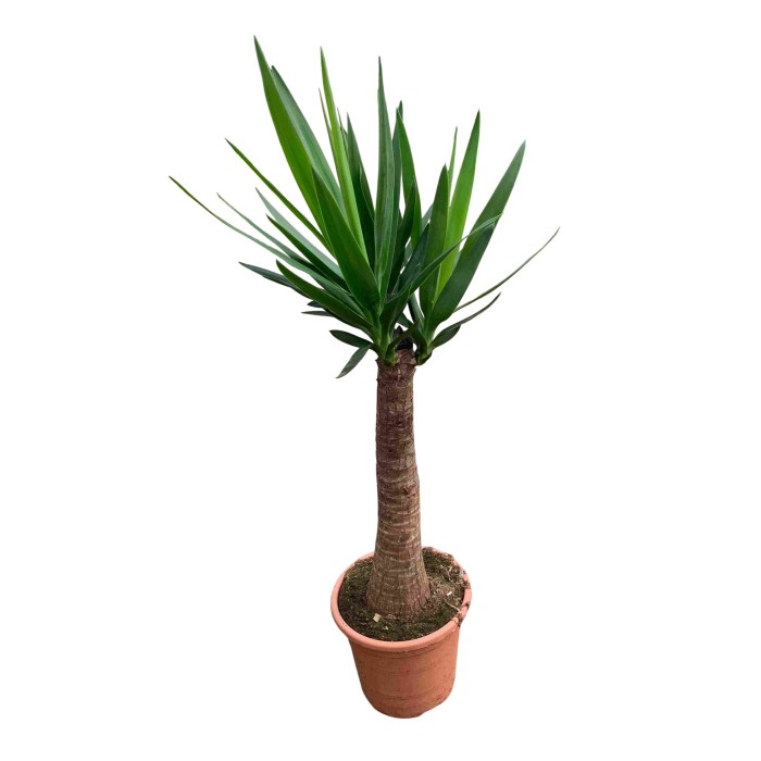 YUCCA  MAYA M25  H110