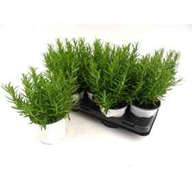 ROSMARINUS OFFICINALIS M13