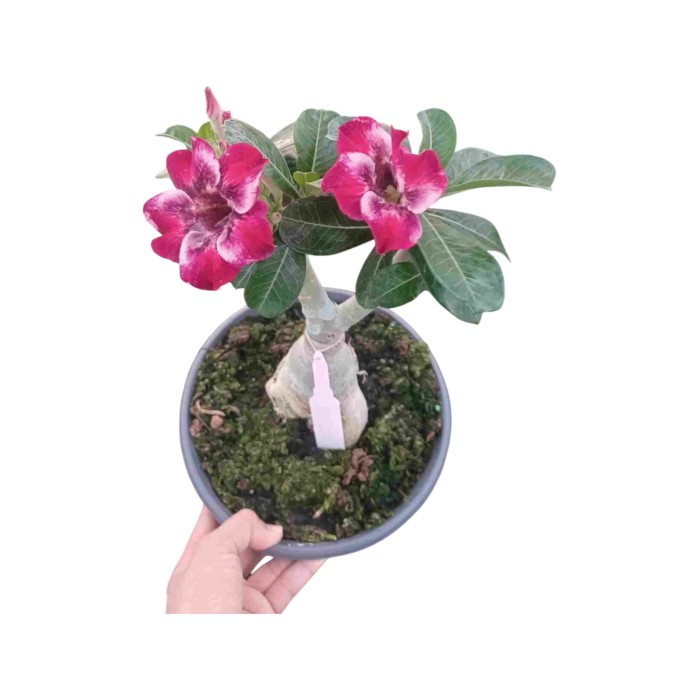 ADENIUM OBESUM M23