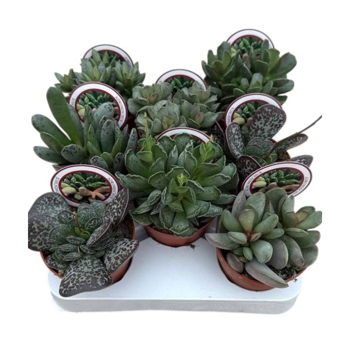 ADROMISCHUS  M 8 MIX