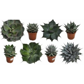 AGAVE MIX M15