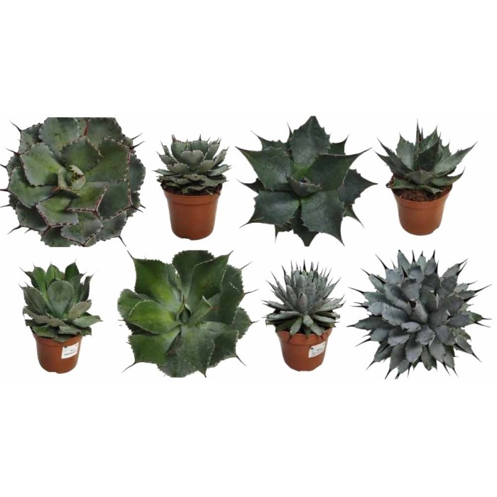 AGAVE MIX M15