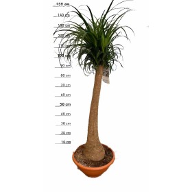 BEAUCARNEA 1tronc 130cm. M35