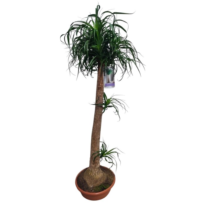 BEAUCARNEA 1tronc 170cm. Tarrina 40