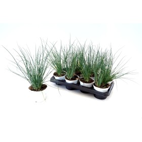 ALLIUM SCHOENOPRASUM M13