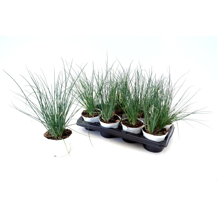 ALLIUM SCHOENOPRASUM M13