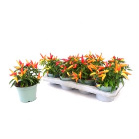 CAPSICUM ANNUUM MERIDA M13