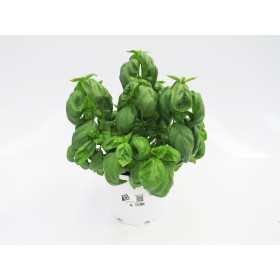 OCIMUM BASILICUM PESTO M19