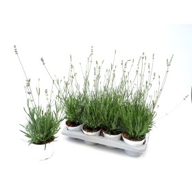 LAVANDULA ANGUSTIFOLIA M13 - TRADICIONAL